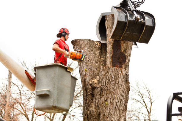 Best Seasonal Cleanup (Spring/Fall)  in Greenville, KY